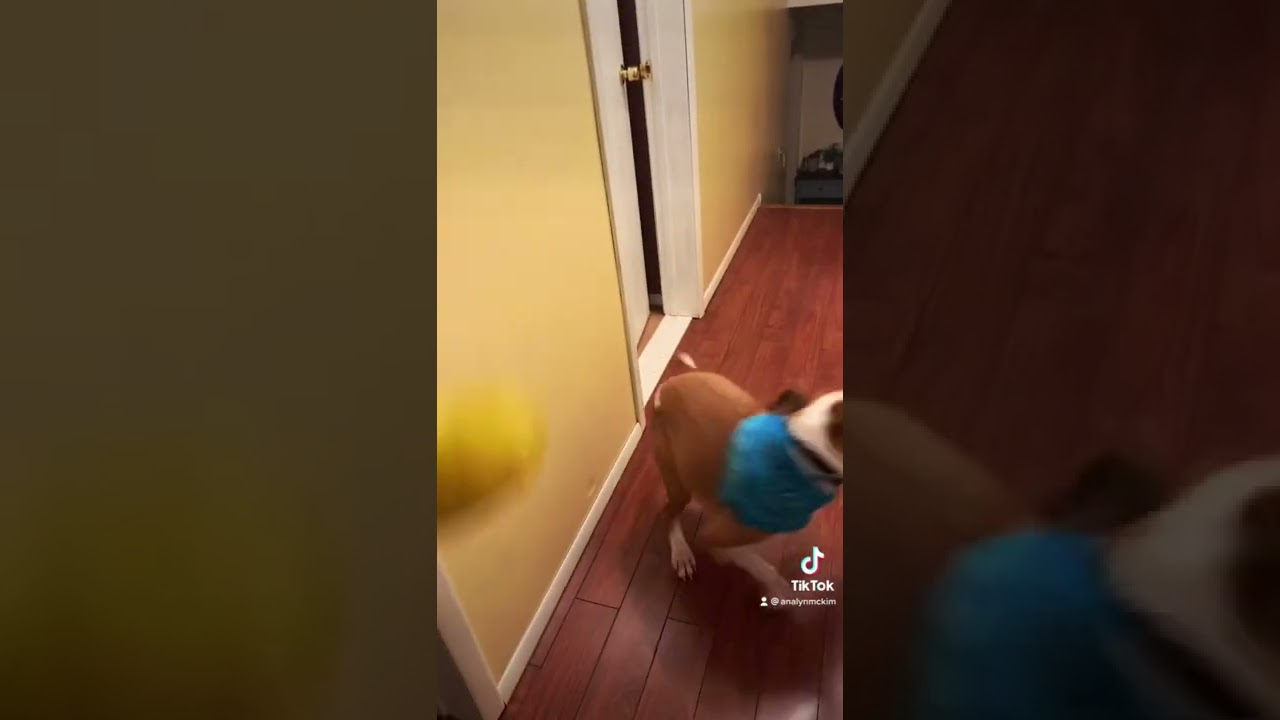 Playing with Roscoe