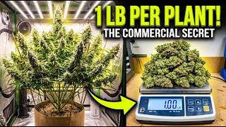 The Secret to 1 Pound Per Plant (Commercial Growers Revealed This)