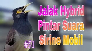 Jalak Pintar Bisa Niru Suara Sirine Mobil - Masteran Jalak Suren X Jalak Nias Banyak Suaranya #51