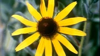 Sesame Street - Flowers Film 1989