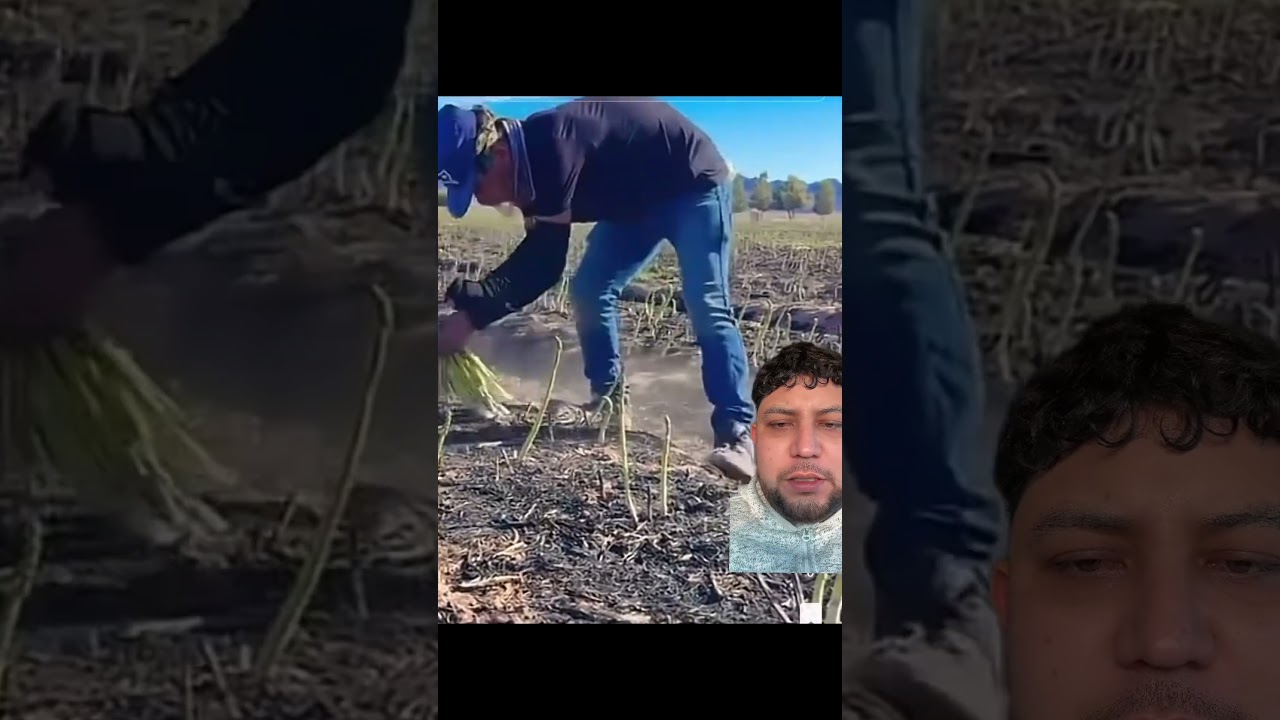 Cosechando espárrago