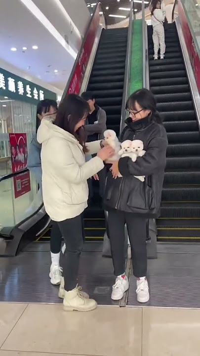 Anjing nyang cute lagee nyan, galak droeneuh?
