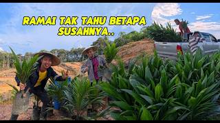 Dari Nursery Sampai Tanam Sawit 🌴 | Beginilah Kehidupan Sebenar Di Pedalaman Sarawak