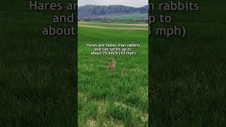 Things You Didn’t Know About European Hare (Lepus europaeus)