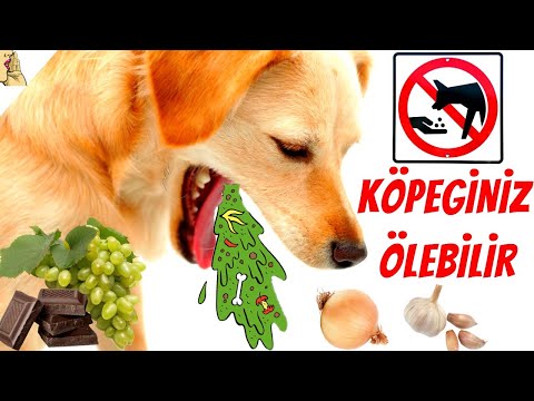 Video: Köpeğiniz Için Yiyecek Nasıl Seçilir