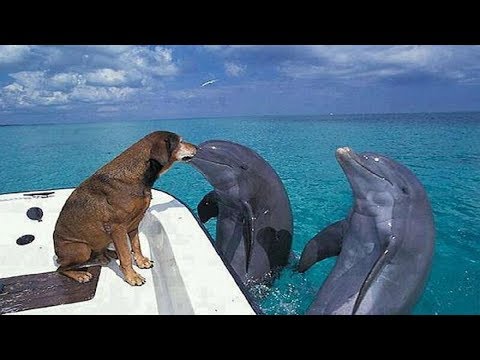 Friendship between Dolphin and Dog