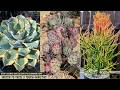 9 Succulents That Survive Terribly Hot Summers | And Still Look Stunning