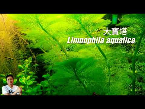 大寶塔-種植與繁殖-荷蘭式水草造景常見草種-經典水草-limnophila-aquatica-aquatic-plant-in-dutch-aquascape-aquarium