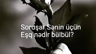 Pervane Gun Ile Bulbul