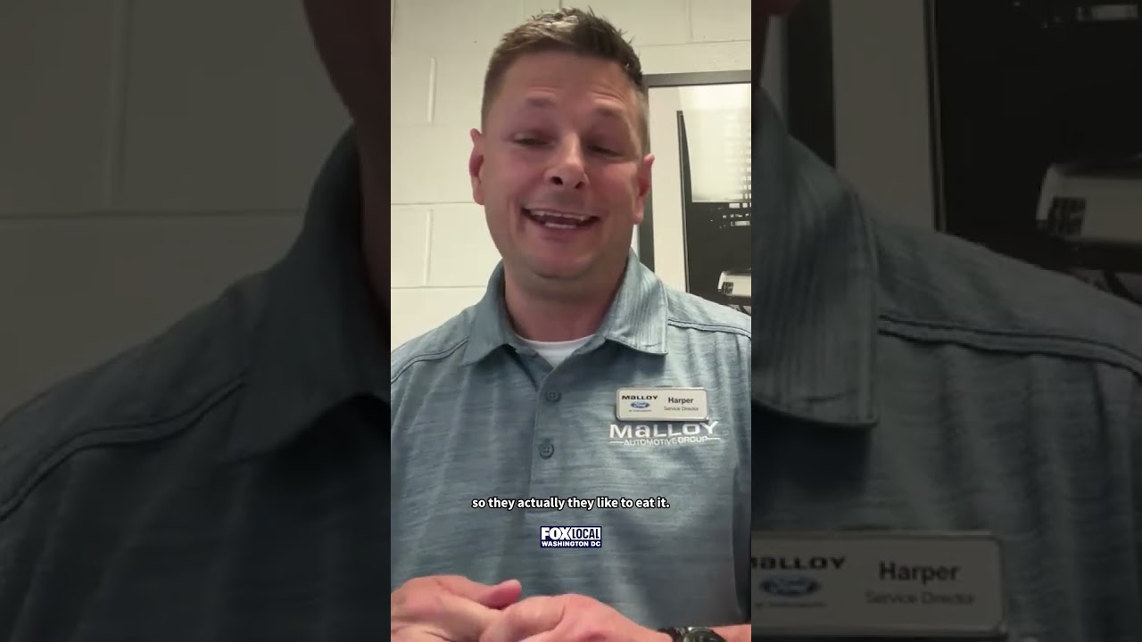 Pregnant rat causes $15,000 in damage to car during DC visit, highlighting growing rodent problem