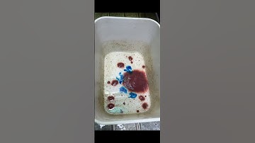 Cách xử lý trùn chỉ an toàn hiệu quả với #antistress #parakill #guppy #nhacabaymau #ca7mau #cabaymau