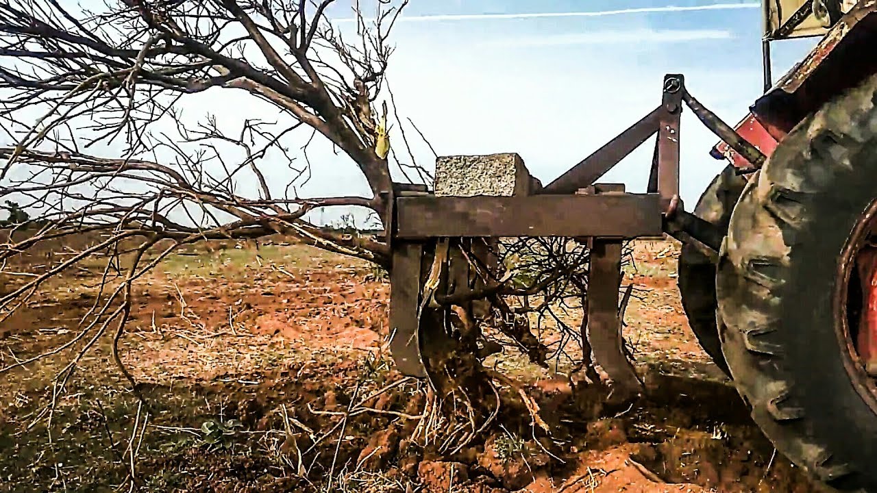 getting-rid-of-dead-trees-using-tractor-best-way-to-pluck-from-roots