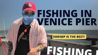 Multi Species fishing at Venice Pier