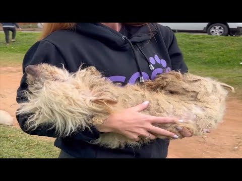 Video: Čo si psy myslia, keď sa ozývajú na sirénach