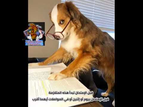 لما يكون صابح عند امتحان متلازمه زنقه الكلاب