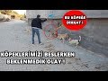 KÖPEKLERİ BESLERKEN YAVRULARA DENK GELDİK - VLOG