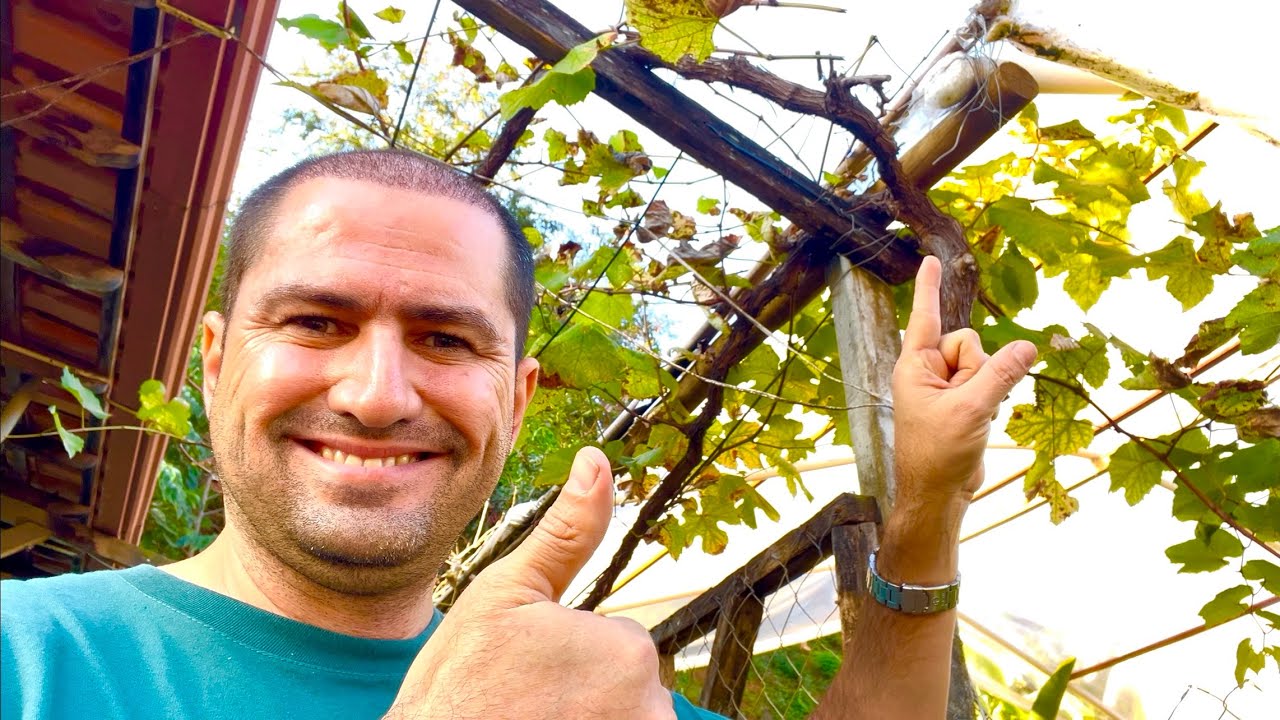 MELHOR DATA PARA PODAR A VIDEIRA