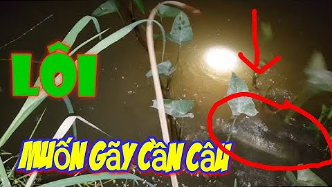 Cắm câu cá lóc mồi nhái trong mùa dịch corona lôi cong cần || Gợi Nhớ Quê Hương ||  fishing