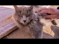 ナデナデで体を委ねる猫さん