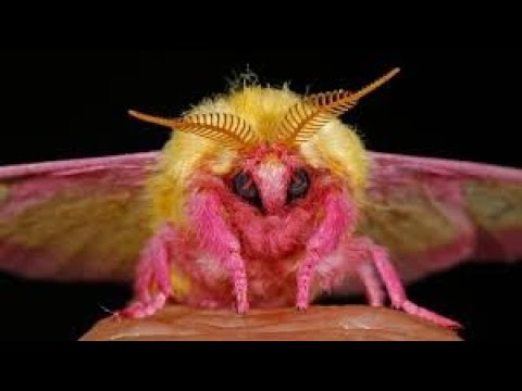 ▽ Самые странные насекомые