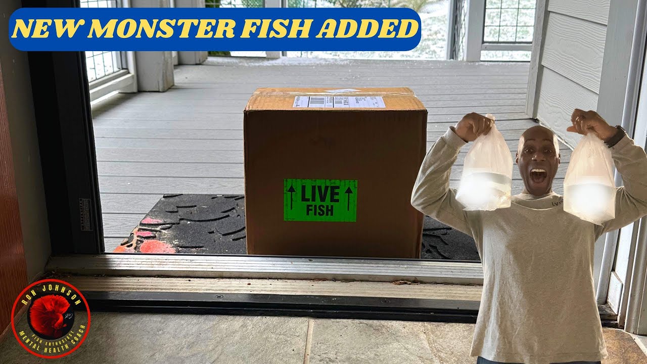 NEW Monster fish added #fish #aquarium #catfish #monsterfish - YouTube