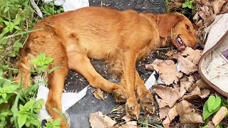 “Thanks For Your Support”Stray Dogs Eat Garbage Outside  The Small Courtyard Keeps Them Warm