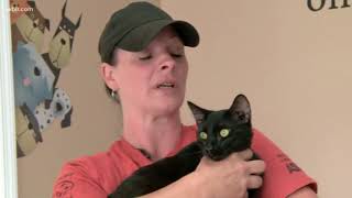 Roane County shelter at capacity after rescuing cats