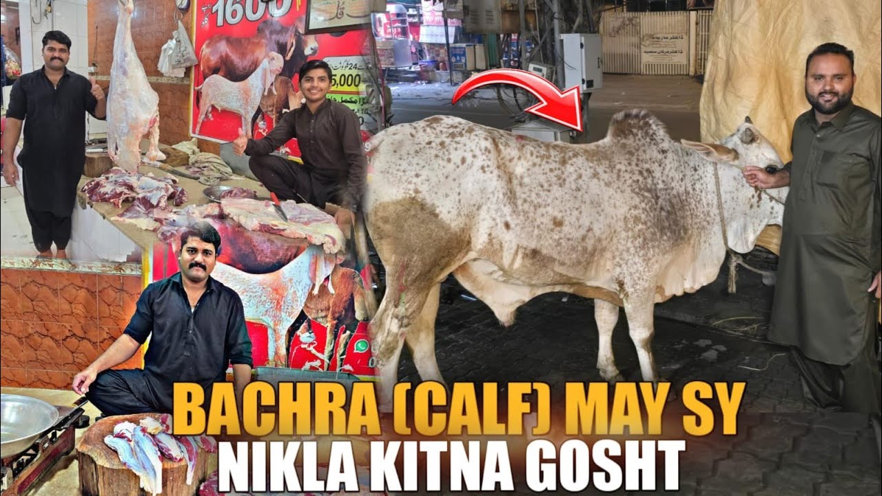 Whole Bachra/vehra  cutting .Undercut ,Rib eye ,t bone shanks cutting. How to buy good veal cuts.