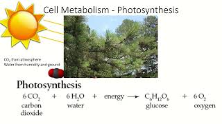 A Very Short Explanation of Photosynthesis and Cellular Respiration A Very Short Explanation of Photosynthesis and Cellular Respiration