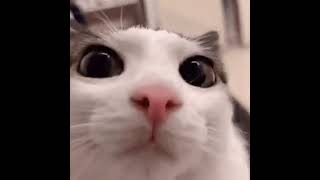 ninja pulls cat out of robe meme