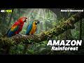 Amazon Jungle Animals and Birds 4K Nature | Nature Uncovered