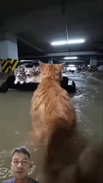 THREE KITTENS SURVIVED THE FLOOD DISASTER ‼️ #cat #rescueefforts #animals #kitten #matercat