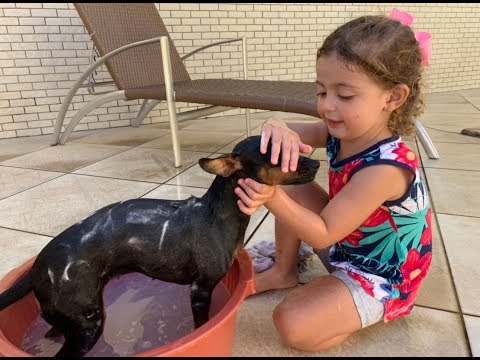 Vídeo: Dando Banho Nos Cachorrinhos