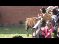 Toros en Brahojos de Medina