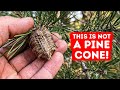 Found This on Your Christmas Tree? Toss It Out