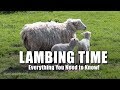 It is Lambing Time in Biddenden, Kent