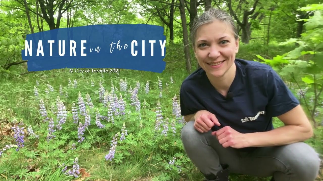 Urban Forestry | Wild Lupine