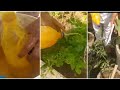 Homemade desi pesticides for garden