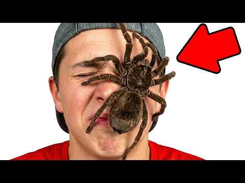 I Bought the World’s Biggest Pet Spider