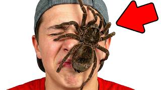 I Bought the World’s Biggest Pet Spider