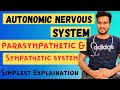 Autonomic nervous system parasympathetic  sympathetic nervous systemacetylcholine