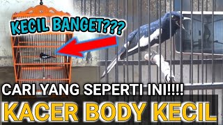 HANCUR!!! MERAWAT KACER BODY KECIL KOK GITU?? DR KACER
