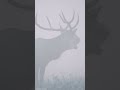 JELENE V HMLE /STAGS IN THE MIST/RUTTING SEASON 2025  #slovakwild #wildlife