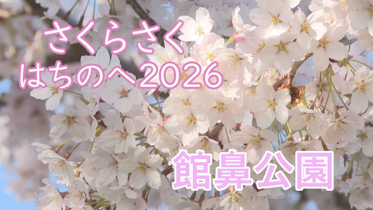 さくらさく はちのへ2026】 館鼻公園 - YouTube
