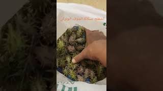 ربيع عام٢٠١٨   الشفلح.. او عتر الظبي.. او العنتير...ابو تركي