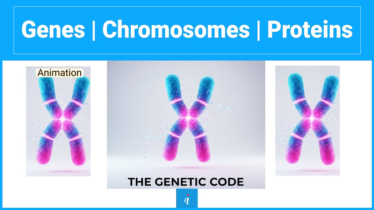 Genes vs. Chromosomes | Difference Explained (with animation) - YouTube