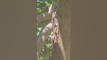 Lizard Camouflaged & Ready to Strike 🦎🌿 Hidden in the Garden on the Lemon Tree #short