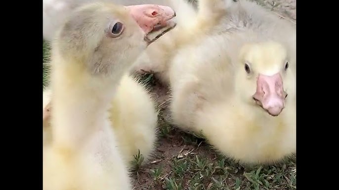 Әйел жыныстық қатынасты аяқтайды