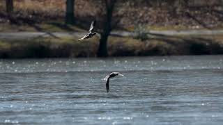 Hooded Mergansers in Flight