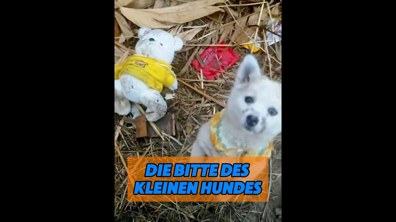 Menschen bringen Welpen und Bären mit nach Hause 